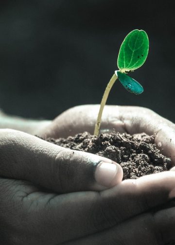 hands, macro, plant