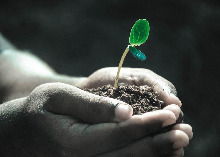 hands, macro, plant