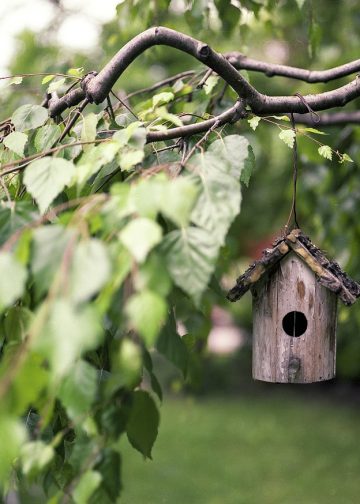bird feeder, branches, backyard