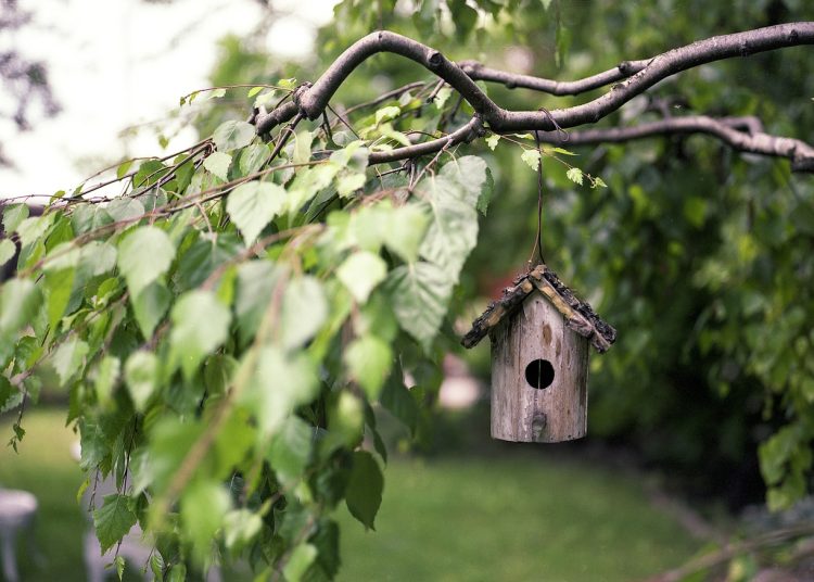 bird feeder, branches, backyard