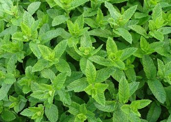 moroccan mint, teeminze, peppermint