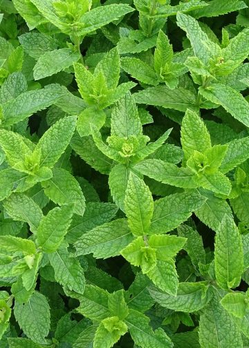moroccan mint, teeminze, peppermint