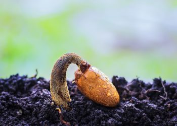 durian seed, durian, germinate