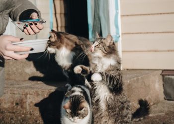 Black and White Bicolor Cat