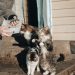 Black and White Bicolor Cat