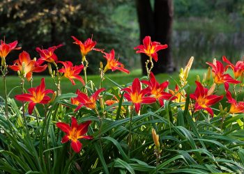 daylilies, nature, hemerocallis