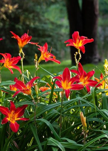daylilies, nature, hemerocallis
