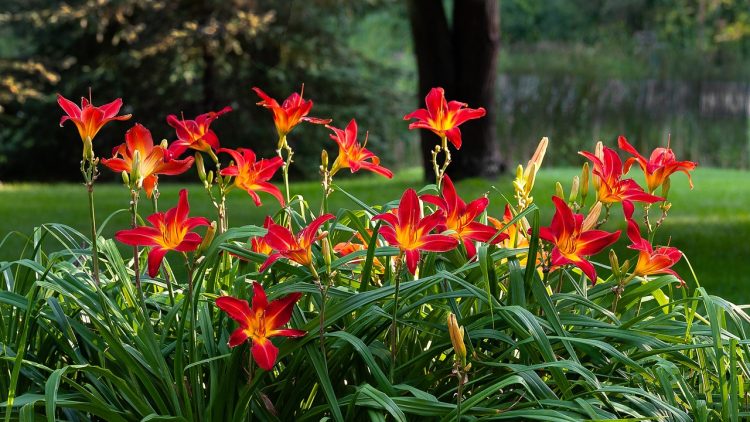 daylilies, nature, hemerocallis