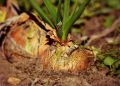 onion, root vegetable, growth