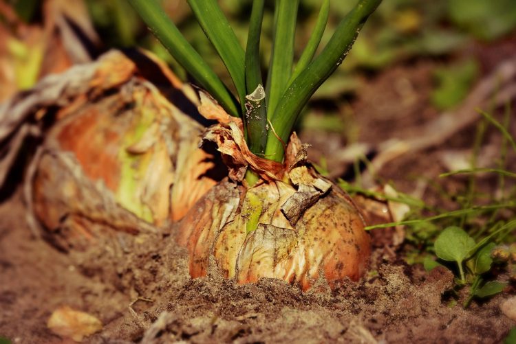 onion, root vegetable, growth