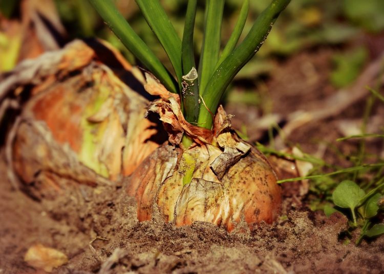 onion, root vegetable, growth