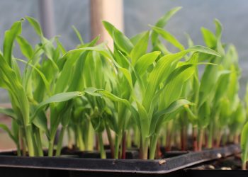 corn, seed starting in container, growing corn