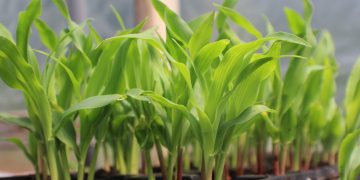 corn, seed starting in container, growing corn