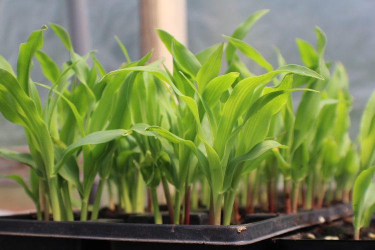 corn, seed starting in container, growing corn
