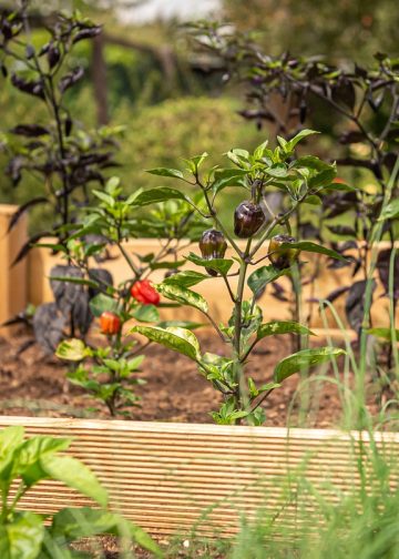 raised bed, chili, chives