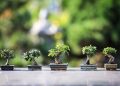 bonsai, trees, plants