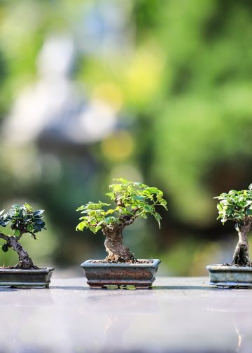 bonsai, trees, plants