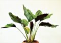 indoor plant, green plant, indoor