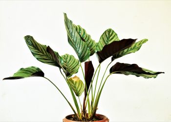 indoor plant, green plant, indoor