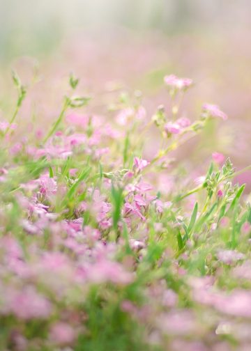 moss, flower bed, nature