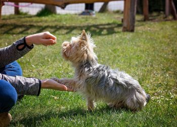 dog training, dog, animal