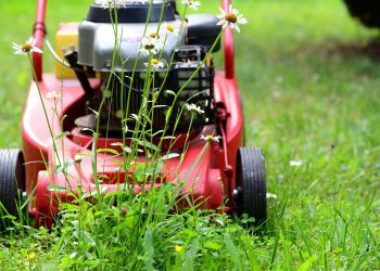 lawn mower, mow, gardening