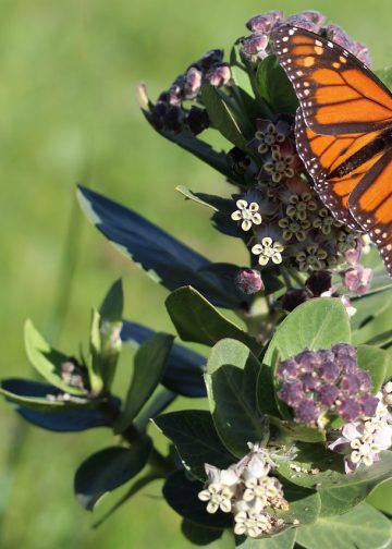 monarch butterfly, butterfly, insect