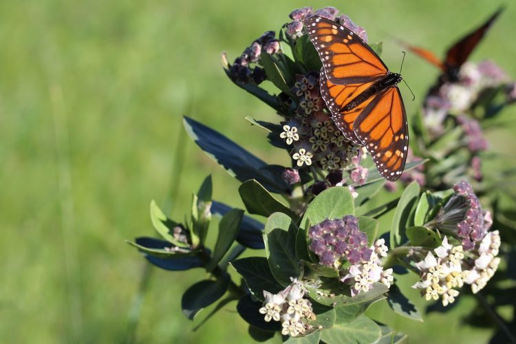 monarch butterfly, butterfly, insect