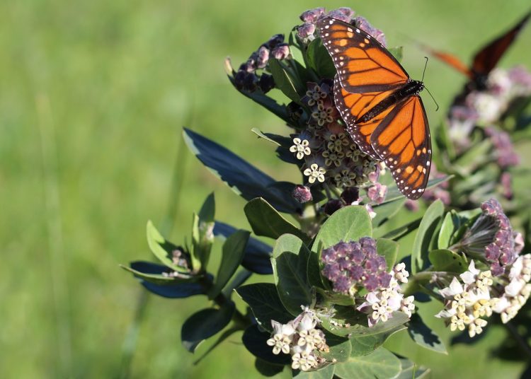 monarch butterfly, butterfly, insect