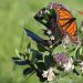 monarch butterfly, butterfly, insect