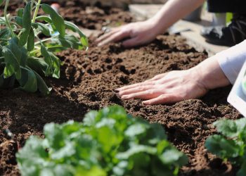 plant, hands, gardening