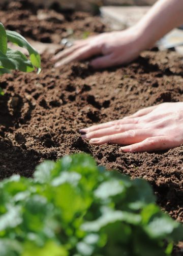 plant, hands, gardening