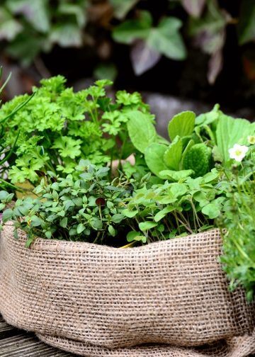 garden plants, garden, herb garden