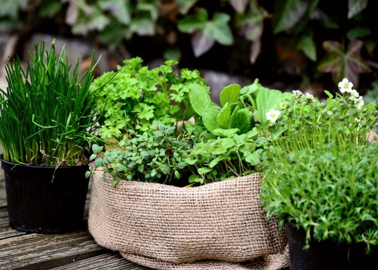 garden plants, garden, herb garden