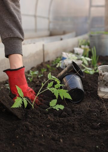 greenhouse, planting, spring