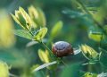 snail, plants, invasive species