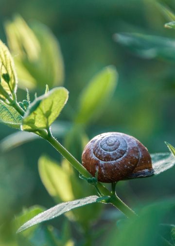 snail, plants, invasive species
