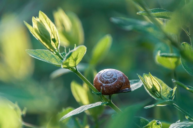 snail, plants, invasive species