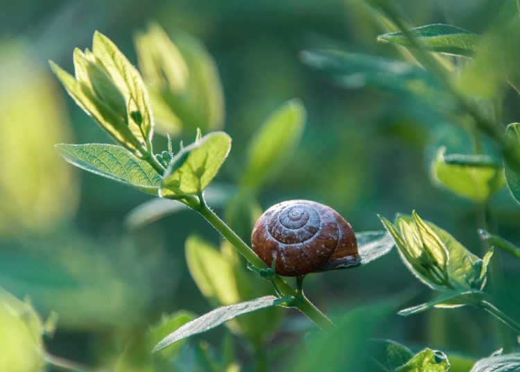 snail, plants, invasive species