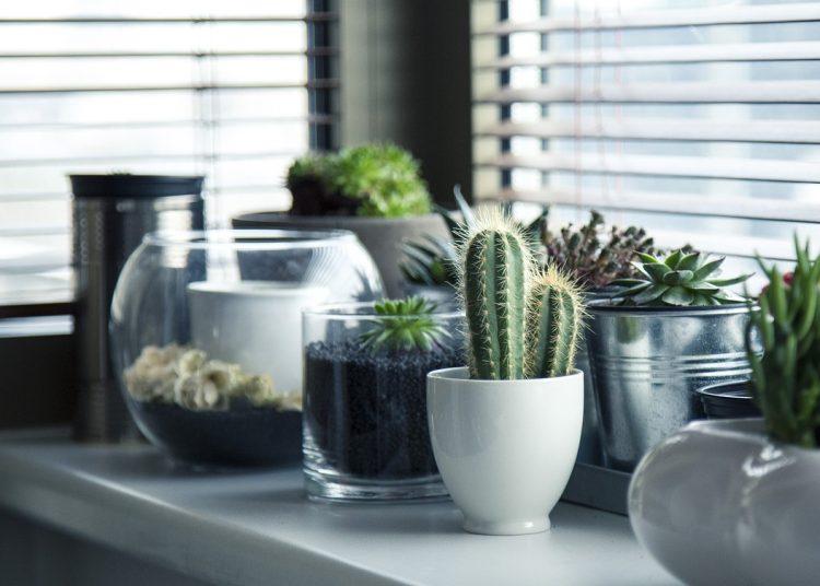 pots, plants, cactus