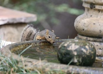 squirrel, rodent, drinking