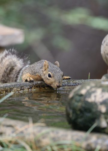squirrel, rodent, drinking