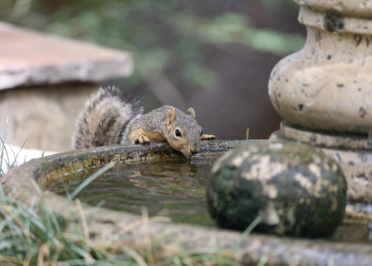 squirrel, rodent, drinking