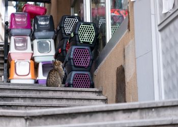 cat box, transporter, cat