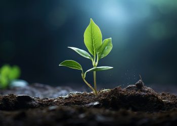 plant, growing, sprout