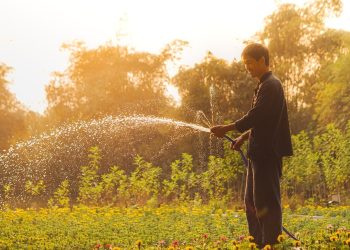 vietnam, man, gardening
