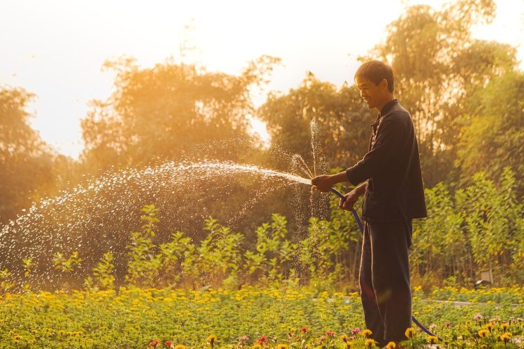 vietnam, man, gardening