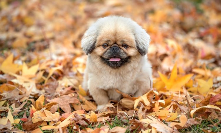 doggy, autumn, sydney autumn