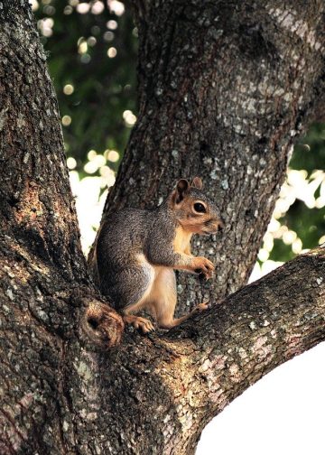 squirrel, animal, rodent